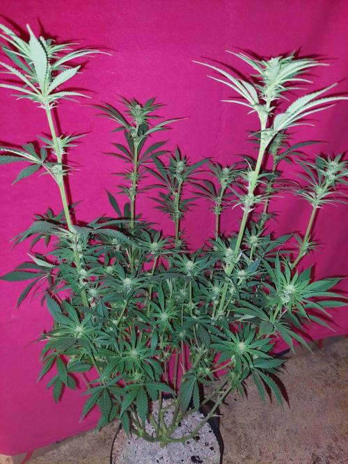 Terp and tonic. Week 10