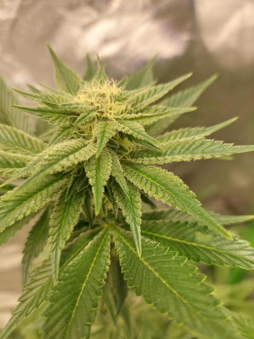 Oreoz USA. Week 11