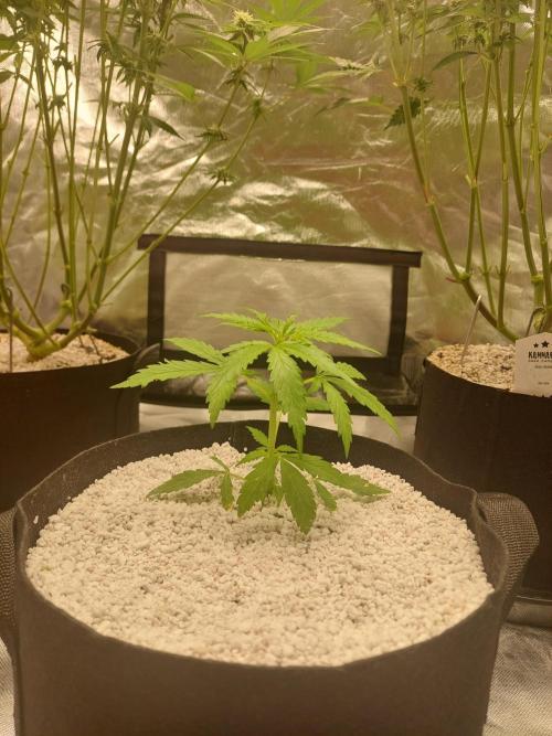 Blue dream automatic. Week 5