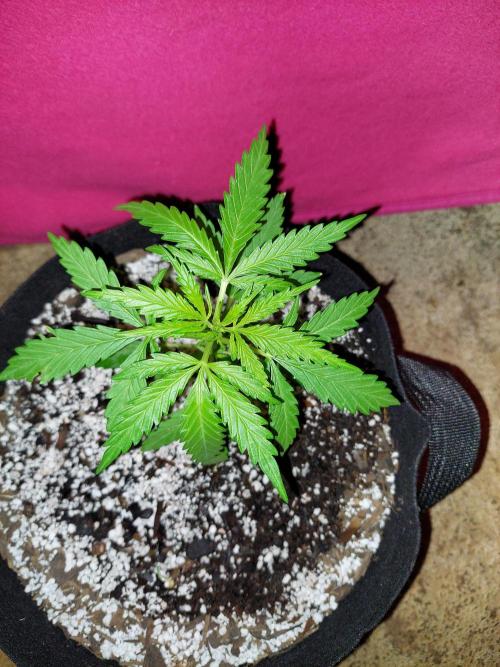Blue dream automatic. Week 5