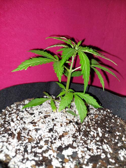 Blue dream automatic. Week 5