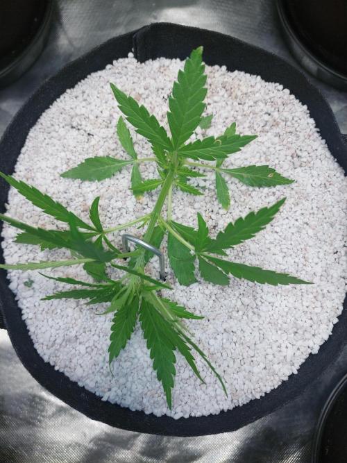 Blue dream automatic. Week 5