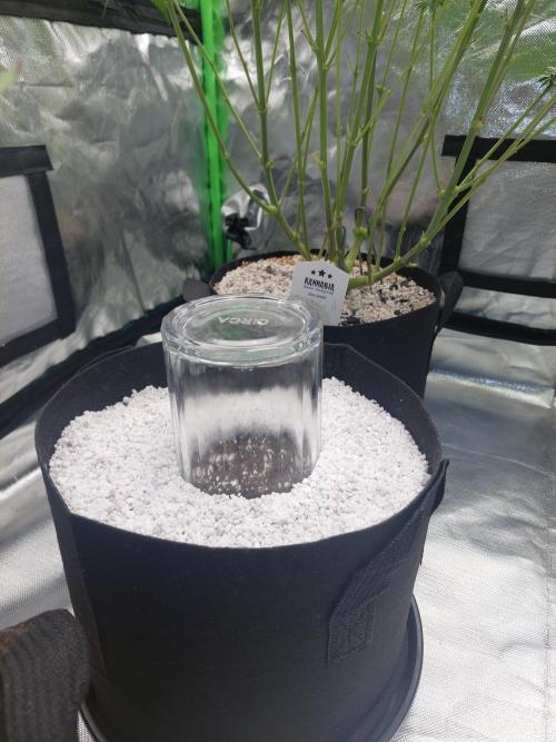 Frostys Auto Freak Test. Week 0