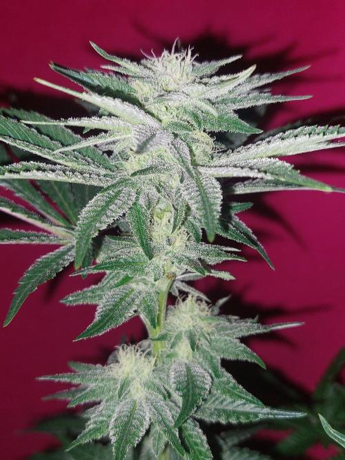 Oreoz USA. Week 11