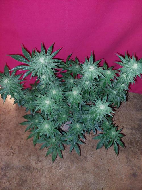 Oreoz USA. Week 12