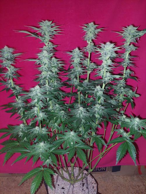 Oreoz USA. Week 12