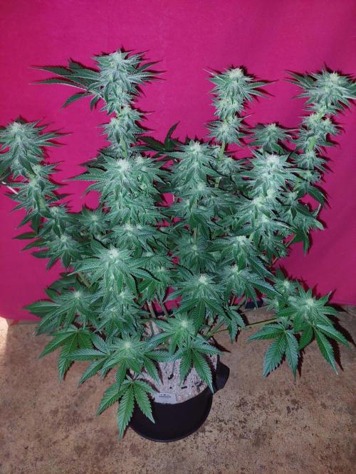 Oreoz USA. Week 12