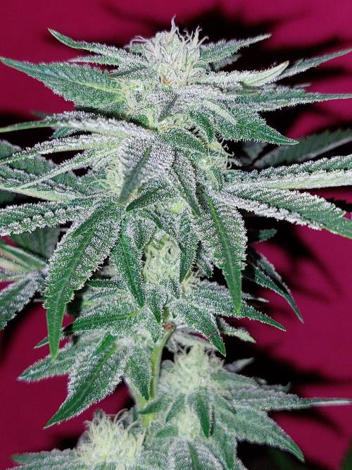 Kannabia Seed Company - Oreoz USA by BarneyRumble420