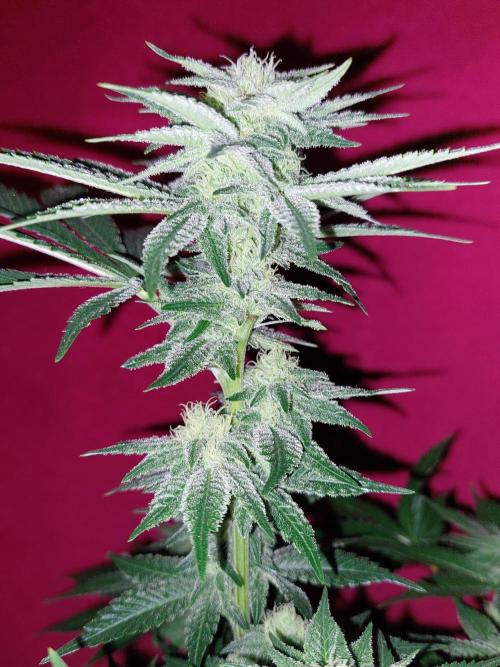 Oreoz USA. Week 12