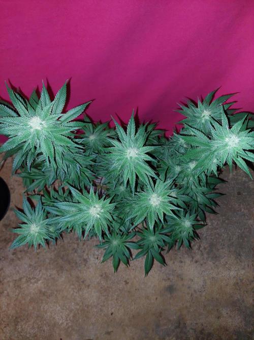 Oreoz USA. Week 12