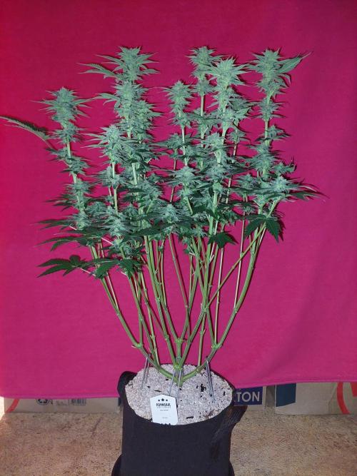 Oreoz USA. Week 12
