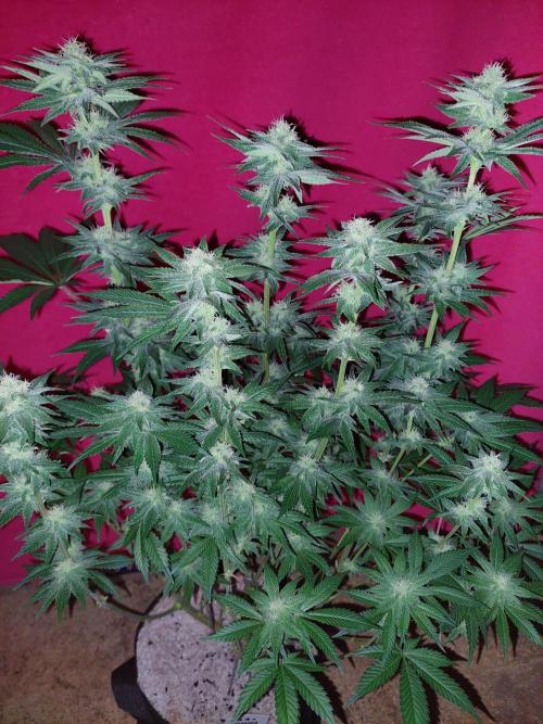 Oreoz USA. Week 12