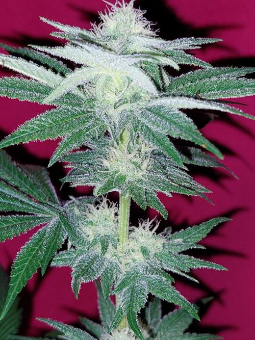 Oreoz USA. Week 12