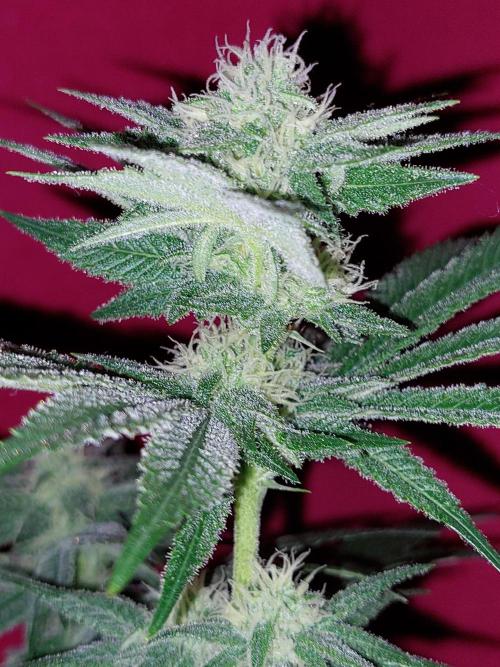 Oreoz USA. Week 12