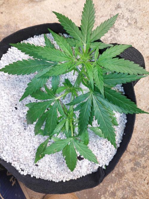 Blue dream automatic. Week 6