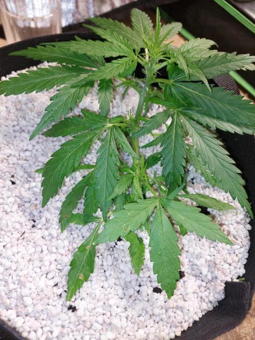 Blue dream automatic. Week 6