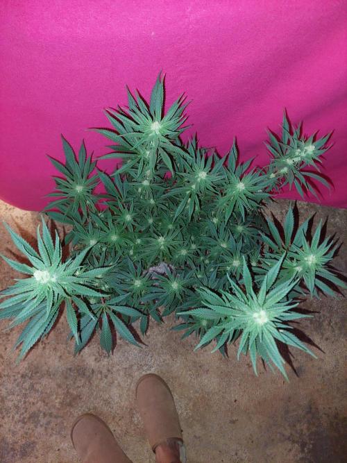 Terp and tonic. Week 11