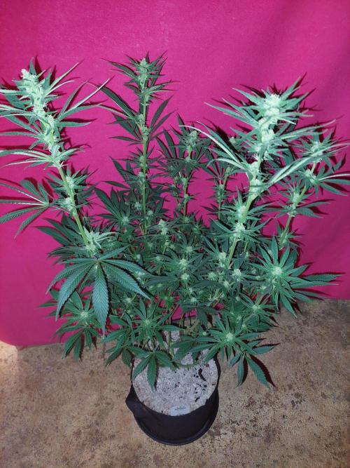 Terp and tonic. Week 11