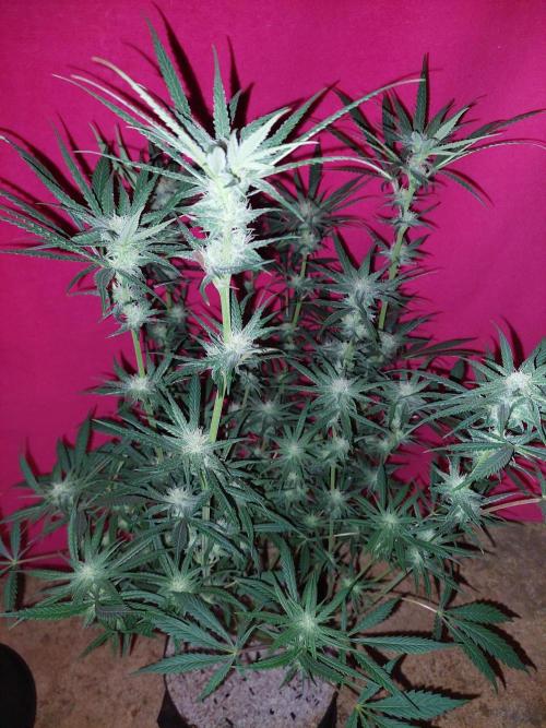 Terp and tonic. Week 11