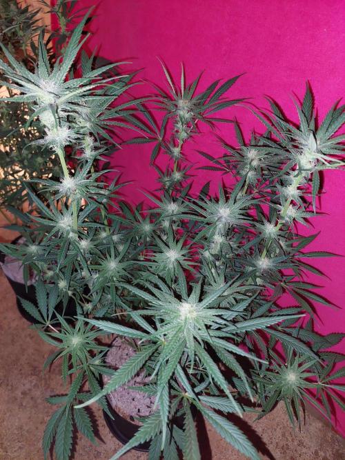 Terp and tonic. Week 11