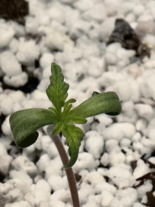 Frosty's Auto Freak. Week 1