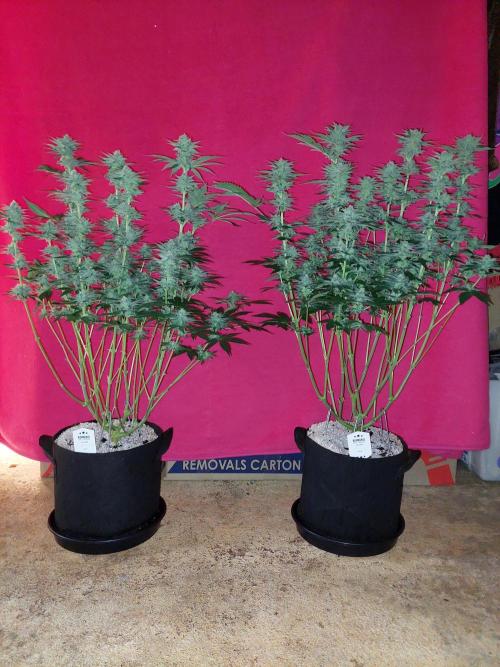Oreoz USA. Week 13