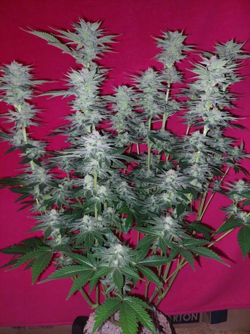 Oreoz USA. Week 13