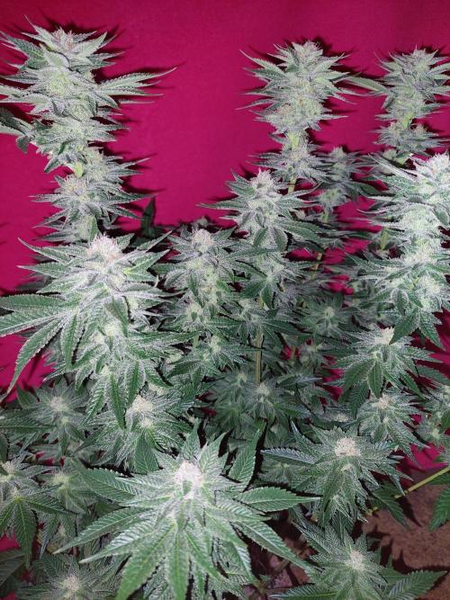 Oreoz USA. Week 13