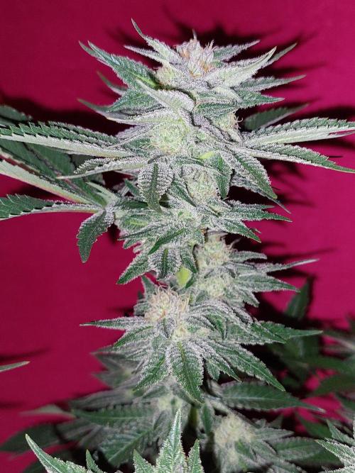 Oreoz USA. Week 13
