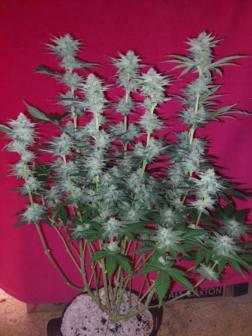 Oreoz USA. Week 13