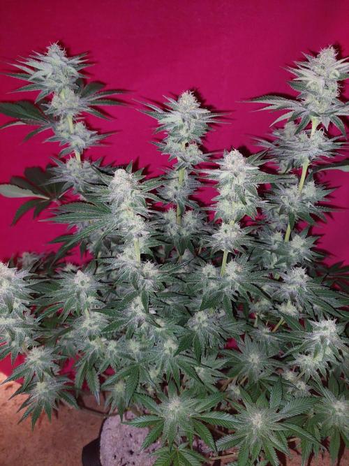 Oreoz USA. Week 13