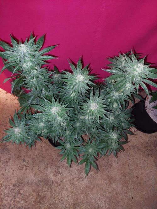 Oreoz USA. Week 13