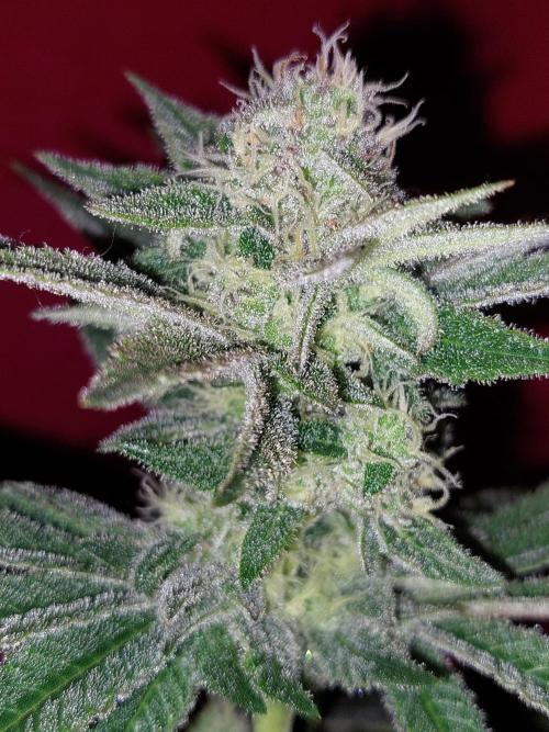 Oreoz USA. Week 13