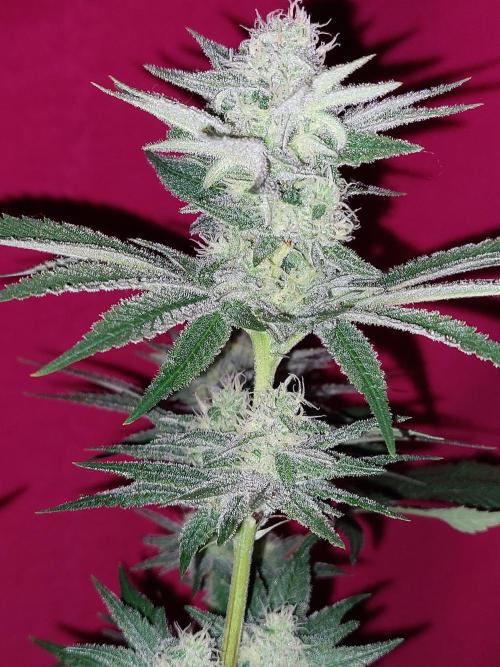 Oreoz USA. Week 13