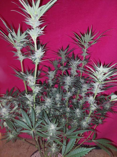 Terp and tonic. Week 12