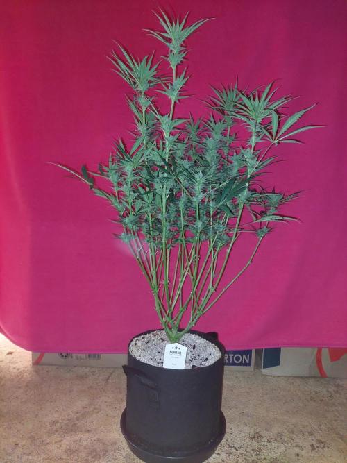 Terp and tonic. Week 12
