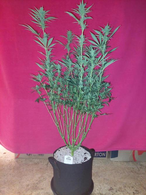 Terp and tonic. Week 12