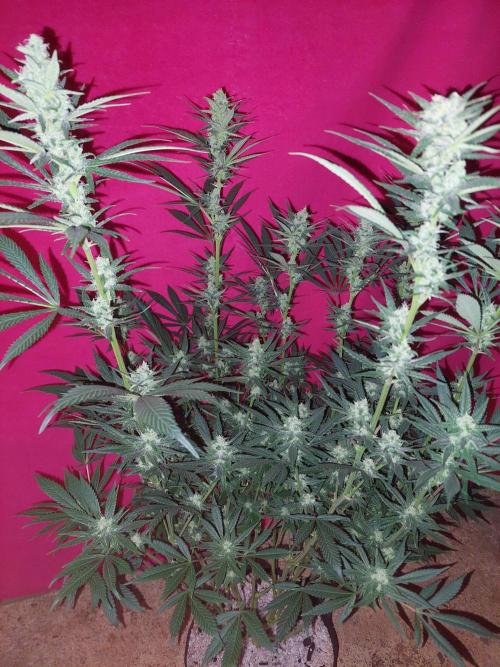 Terp and tonic. Week 12