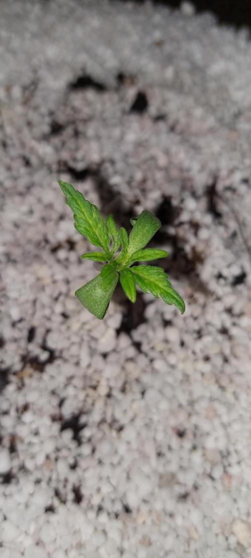 Frosty's Auto Freak. Week 1