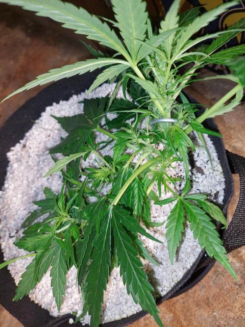 Blue dream automatic. Week 7