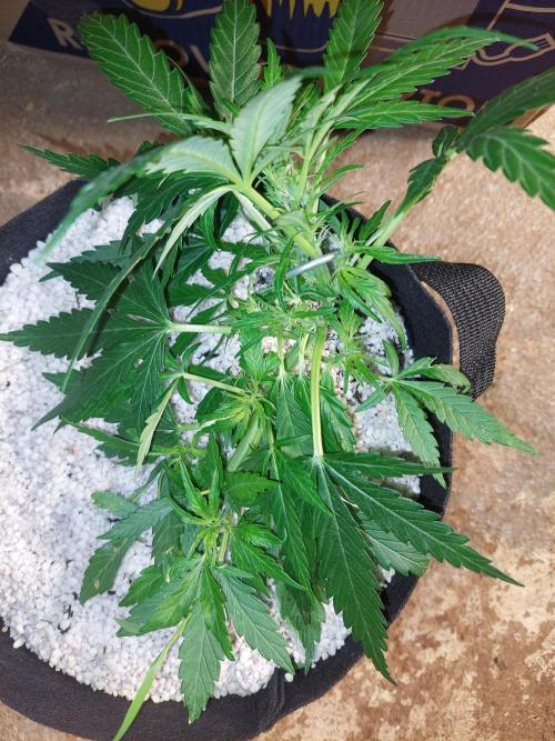 Blue Dream Automatic. Week 7