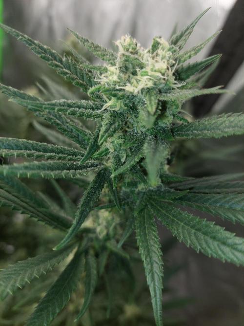 Terp and tonic. Week 12