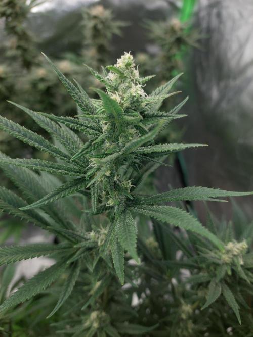 Terp and tonic. Week 12