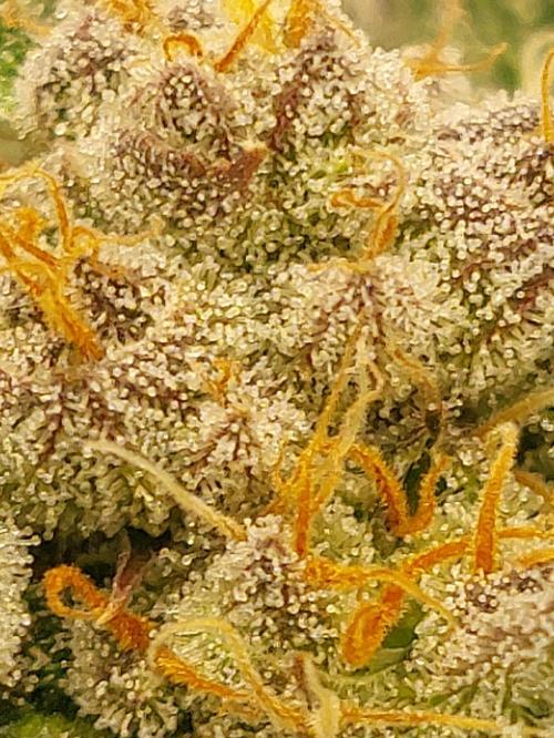 Oreoz USA. Week 13