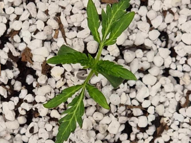 Frostys Auto Freak Test 12/12. Week 2