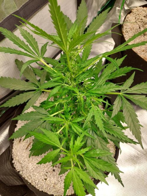 Blue dream automatic. Week 8
