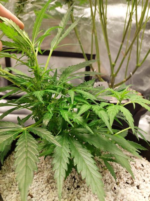 Blue dream automatic. Week 8