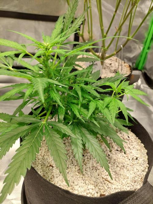 Blue dream automatic. Week 8