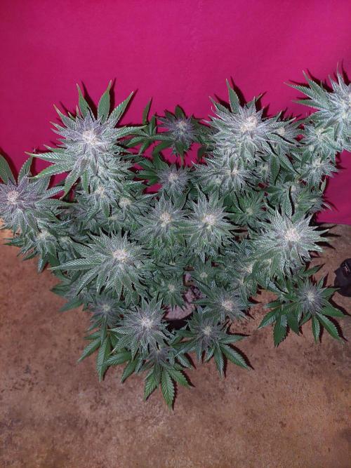 Oreoz USA. Week 14