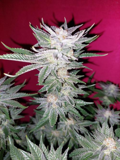 Oreoz USA. Week 14